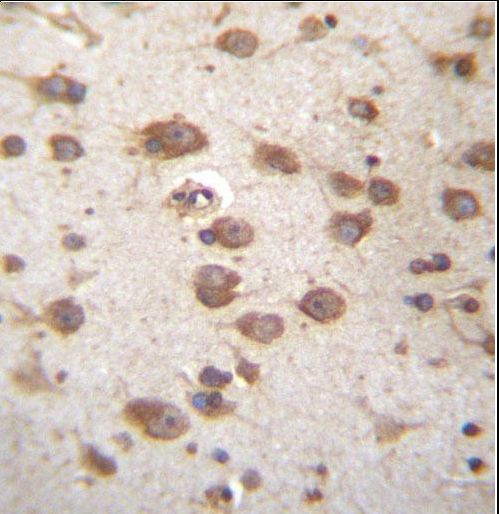 STAP2 Antibody immunohistochemistry of formalin-fixed and paraffin-embedded human brain tissue followed by peroxidase-conjugated secondary antibody and DAB staining.