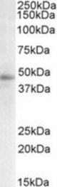STAP2 antibody (0.3 ug/ml) staining of Human Breast lysate (35 ug protein/ml in RIPA buffer). Primary incubation was 1 hour. Detected by chemiluminescence.