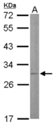 Sample (50 ug of whole cell lysate). A: Mouse liver. 12% SDS PAGE. STAR antibody diluted at 1:500.