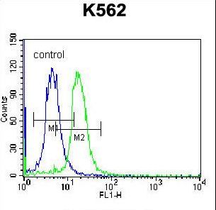 STARD5 Antibody flow cytometry of K562 cells (right histogram) compared to a negative control cell (left histogram). FITC-conjugated donkey-anti-rabbit secondary antibodies were used for the analysis.