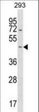STARD7 Antibody western blot of 293 cell line lysates (35 ug/lane). The STARD7 antibody detected the STARD7 protein (arrow).