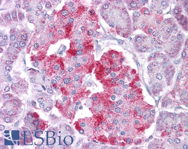 Anti-STAT1 antibody IHC of human pancreas. Immunohistochemistry of formalin-fixed, paraffin-embedded tissue after heat-induced antigen retrieval. Antibody LS-B4583 concentration 5 ug/ml.
