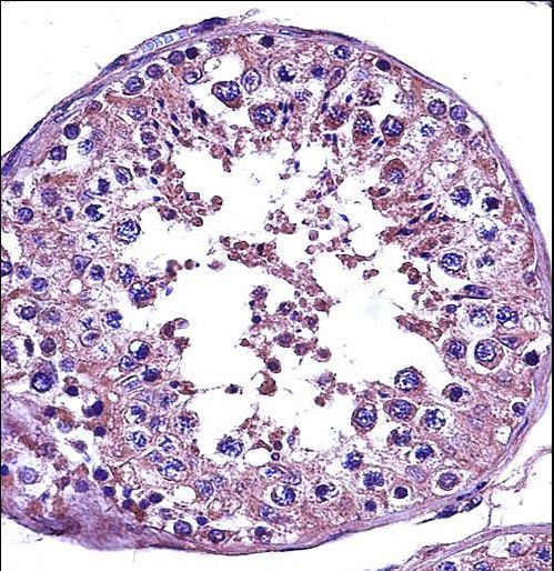 STAT4 Antibody immunohistochemistry of formalin-fixed and paraffin-embedded human testis tissue followed by peroxidase-conjugated secondary antibody and DAB staining.