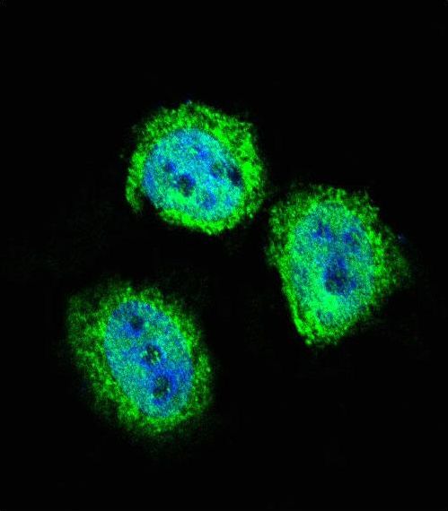 Confocal immunofluorescent of STAT4 Antibody with HeLa cell followed by Alexa Fluor 488-conjugated goat anti-rabbit lgG (green). DAPI was used to stain the cell nuclear (blue).