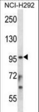 STAT4 Antibody western blot of NCI-H292 cell line lysates (35 ug/lane). The STAT4 antibody detected the STAT4 protein (arrow).