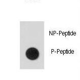 Dot blot of anti-Phospho-hSTAT5a-pS726 Phospho-specific Antibody on nitrocellulose membrane. 50ng of Phospho-peptide or Non Phospho-peptide per dot were adsorbed. Antibody working concentrations are 0.5ug per ml.