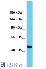 PTPN14 / PEZ antibody Western Blot of Mouse Testis. Antibody dilution: 1 ug/ml.
