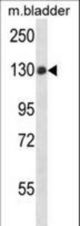 PTPN14 Antibody western blot of mouse bladder tissue lysates (35 ug/lane). The PTPN14 antibody detected the PTPN14 protein (arrow).