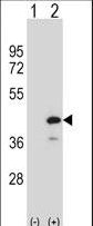 Western blot of PTPN18 (arrow) using rabbit polyclonal PTPN18 Antibody. 293 cell lysates (2 ug/lane) either nontransfected (Lane 1) or transiently transfected (Lane 2) with the PTPN18 gene.