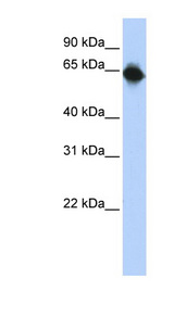 STAU1 / Staufen antibody LS-C110574 Western blot of Transfected 293T cell lysate.