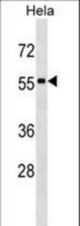 STAU1 Antibody western blot of HeLa cell line lysates (35 ug/lane). The STAU1 antibody detected the STAU1 protein (arrow).