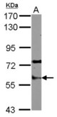 Sample (30 ug of whole cell lysate) A: Raji 7.5% SDS PAGE STAU1 / Staufen antibody diluted at 1:1000