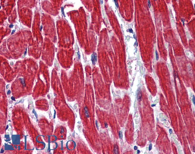Anti-STAU1 / Staufen antibody IHC of human heart. Immunohistochemistry of formalin-fixed, paraffin-embedded tissue after heat-induced antigen retrieval. Antibody LS-B5715 concentration 5 ug/ml.