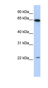 STAU1 / Staufen antibody LS-B5715 Western blot of Transfected 293T cell lysate.