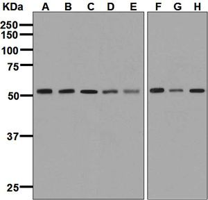 Western blot analysis on (A) HepG2, (B) A431, (C) MCF-7, (D) PC-12, (E) NIH/3T3, (F) HeLa, (G) K562, and (H) U937 cell lysates using anti-PRP19 antibody.