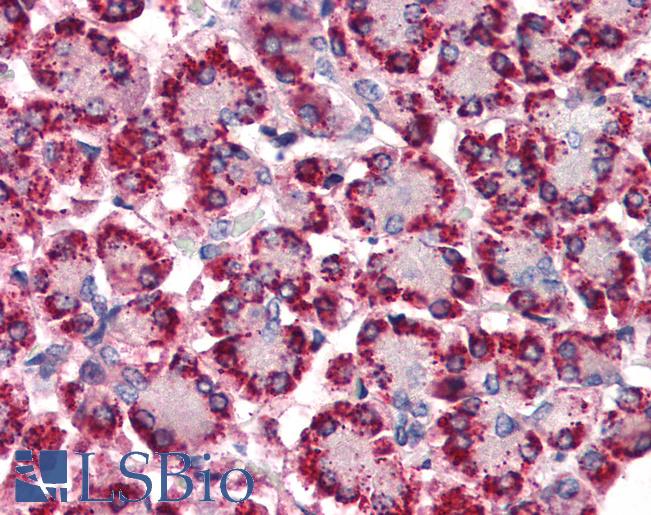 Anti-STEAP4 antibody LS-A9773 IHC of human pancreas. Immunohistochemistry of formalin-fixed, paraffin-embedded tissue after heat-induced antigen retrieval.