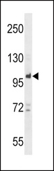 PTPN22 Antibody western blot of NCI-H460 cell line lysates (35 ug/lane). The PTPN22 antibody detected the PTPN22 protein (arrow).