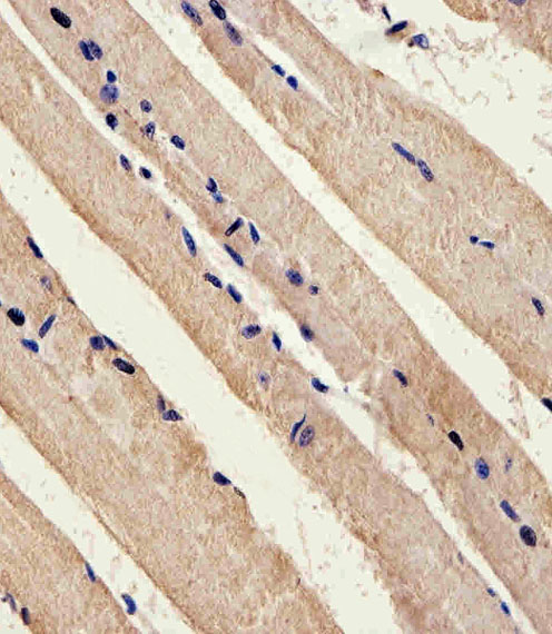 Immunohistochemical of paraffin-embedded M.skeletal muscle section using Mouse Stk11 Antibody. Antibody was diluted at 1:25 dilution. A peroxidase-conjugated goat anti-rabbit IgG at 1:400 dilution was used as the secondary antibody, followed by DAB staining.