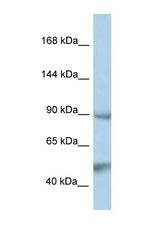PTPN3 antibody LS-C145346 Western blot of PANC1 Cell lysate. Antibody concentration 1 ug/ml.