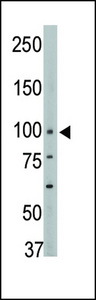 The anti-PTPH1 Center antibody is used in Western blot to detect PTPH1 in mouse brain tissue lysate.