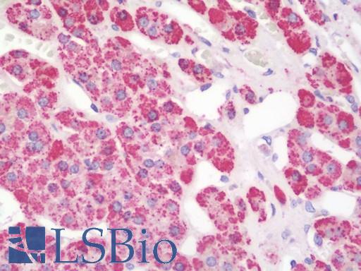 Anti-STK25 antibody IHC staining of human adrenal. Immunohistochemistry of formalin-fixed, paraffin-embedded tissue after heat-induced antigen retrieval. Antibody LS-B10544 dilution 1:100.
