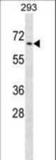 PTPN5 Antibody western blot of 293 cell line lysates (35 ug/lane). The PTPN5 antibody detected the PTPN5 protein (arrow).