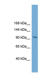STK31 antibody LS-C116401 Western blot of HepG2 cell lysate.