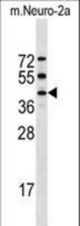 Mouse Stk32a Antibody western blot of mouse Neuro-2a cell line lysates (35 ug/lane). The Stk32a antibody detected the Stk32a protein (arrow).