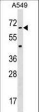 STK35 Antibody (C255) western blot of A549 cell line lysates (35 ug/lane). The STK35 antibody detected the STK35 protein (arrow).