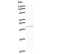 Western blot analysis of immunized recombinant protein, using anti-STK38L monoclonal antibody.