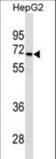 STK39 Antibody western blot of HepG2 cell line lysates (35 ug/lane). The STK39 antibody detected the STK39 protein (arrow).