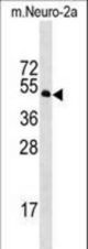Mouse Stk39 Antibody western blot of mouse Neuro-2a cell line lysates (35 ug/lane). The Stk39 antibody detected the Stk39 protein (arrow).