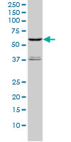 STK4 monoclonal antibody (M01), clone 1D7-8A10 Western blot of STK4 expression in HeLa NE.