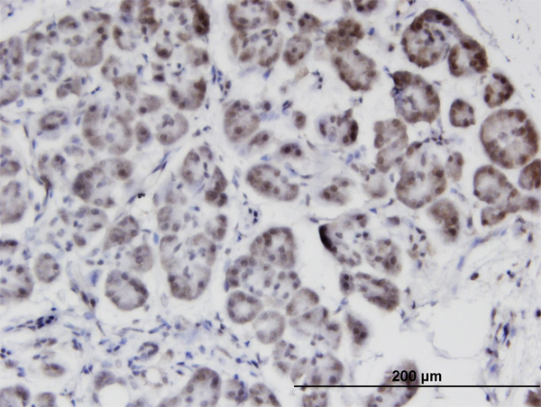 Immunoperoxidase of monoclonal antibody to STK40 on formalin-fixed paraffin-embedded human pancreas. [antibody concentration 3 ug/ml]