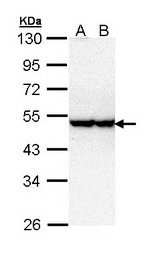 Sample (30 ug of whole cell lysate). A: Hela, B: Hep G2 . 10% SDS PAGE. STK40 antibody diluted at 1:1000.