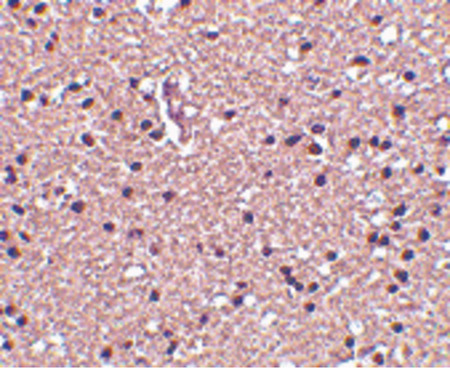 Immunohistochemistry of op18 in human brain tissue with op18 antibody at 2.5 ug/ml.