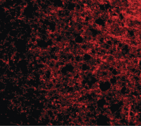 Immunofluorescence of op18 in human brain tissue with op18 antibody at 20 ug/ml.