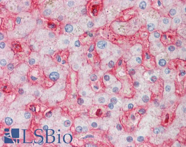 Anti-STOM / Stomatin antibody IHC staining of human liver. Immunohistochemistry of formalin-fixed, paraffin-embedded tissue after heat-induced antigen retrieval. Antibody LS-B10402 concentration 5 ug/ml.