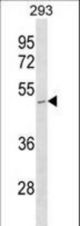 STOML1 Antibody western blot of 293 cell line lysates (35 ug/lane). The STOML1 antibody detected the STOML1 protein (arrow).