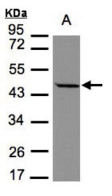 Sample (30 ug of whole cell lysate). A: MOLT4. 7.5% SDS PAGE. STOML1 antibody diluted at 1:1000