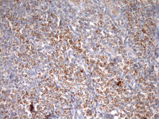 IHC of paraffin-embedded Human tonsil using anti-STOML2 mouse monoclonal antibody. (Heat-induced epitope retrieval by Tris-EDTA, pH8.0)(1:150).
