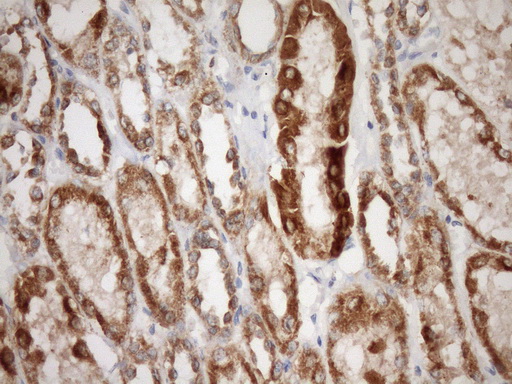 IHC of paraffin-embedded Human Kidney tissue using anti-STOML2 mouse monoclonal antibody. (Heat-induced epitope retrieval by Tris-EDTA, pH8.0)(1:150).