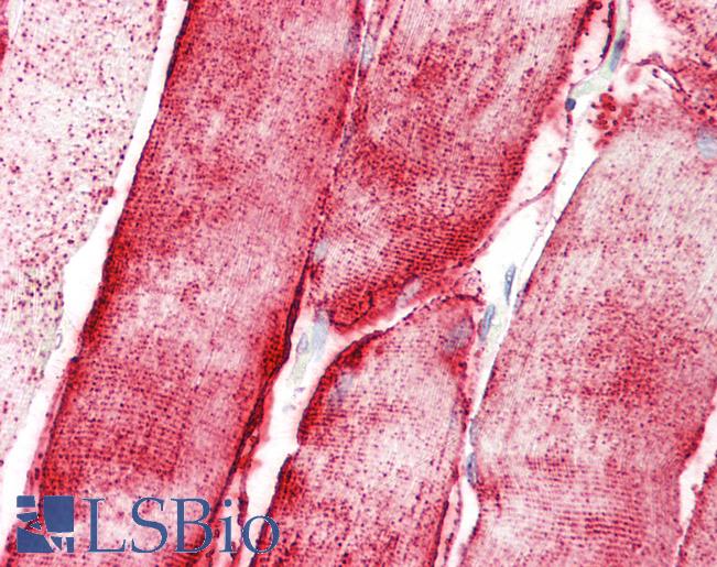 Anti-STOX1 antibody IHC staining of human skeletal muscle. Immunohistochemistry of formalin-fixed, paraffin-embedded tissue after heat-induced antigen retrieval.