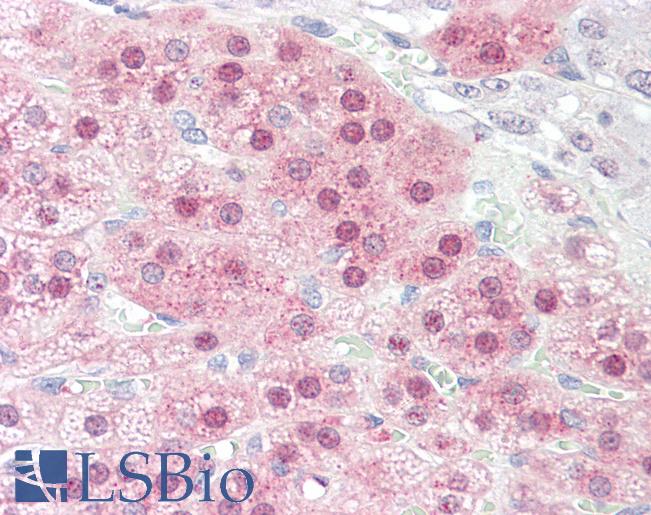 Anti-STOX1 antibody IHC staining of human adrenal. Immunohistochemistry of formalin-fixed, paraffin-embedded tissue after heat-induced antigen retrieval.
