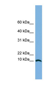 STRA13 antibody LS-C111427 Western blot of A549 cell lysate.