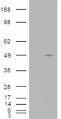 HEK293 overexpressing ILPIP (RC203432) and probed with the antibody (mock transfection in first lane).