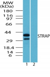 Western blot of human STRAP in Raw cell lysate in the 1) absence and 2) presence of immunizing peptide using antibody at 1 ug/ml.