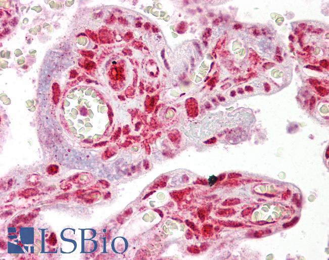 Anti-STRAP antibody IHC of human placenta. Immunohistochemistry of formalin-fixed, paraffin-embedded tissue after heat-induced antigen retrieval. Antibody LS-B6879 concentration 5 ug/ml.