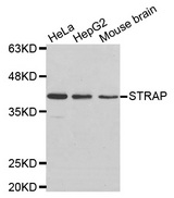 Western blot analysis of extracts of various cell lines, using STRAP antibody.