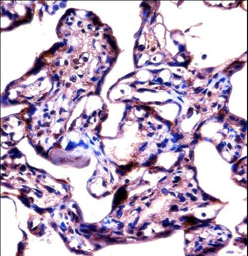 STS Antibody immunohistochemistry of formalin-fixed and paraffin-embedded human placenta tissue followed by peroxidase-conjugated secondary antibody and DAB staining.